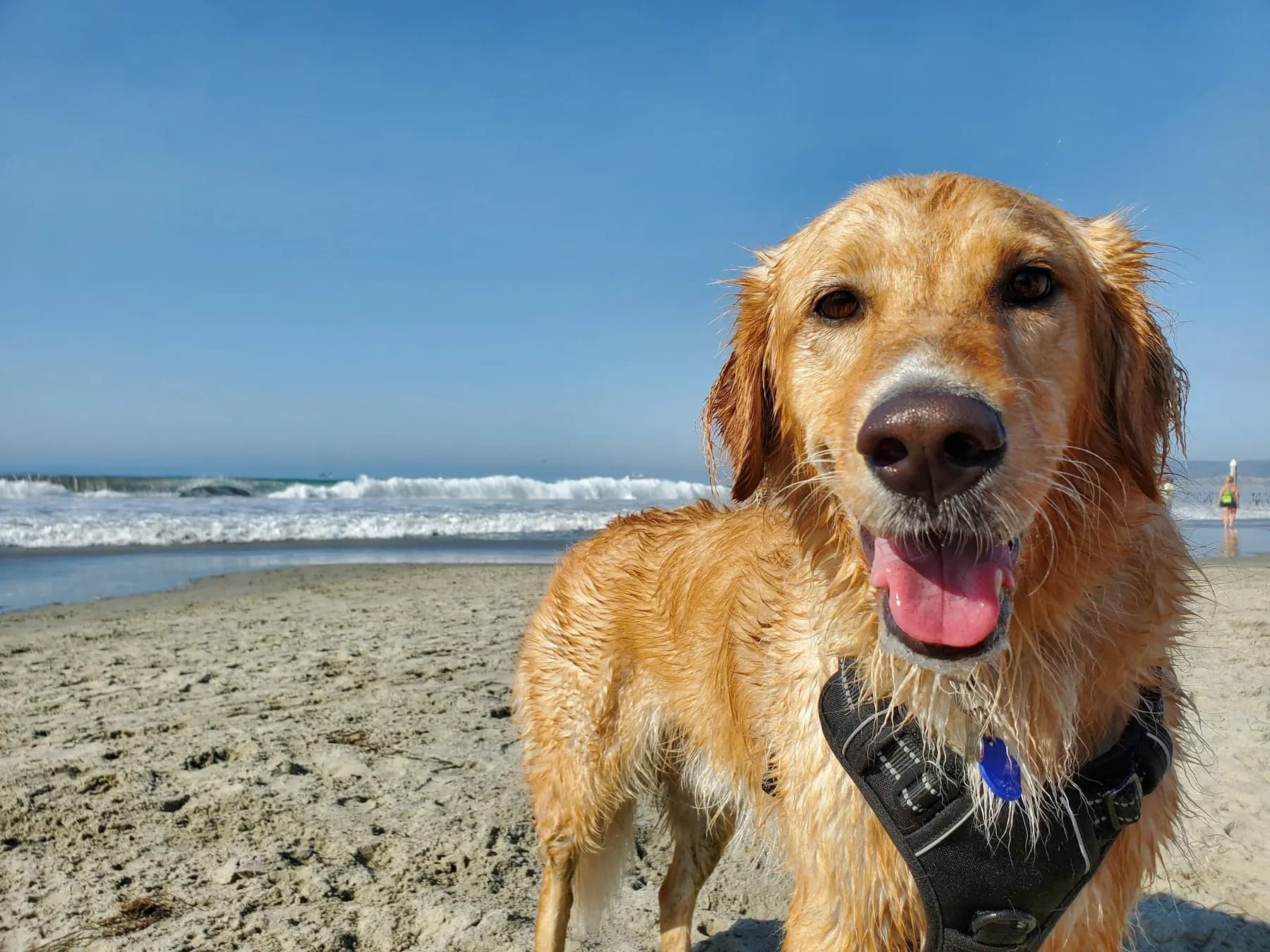 Un golden retriever souriant au bord de la mer