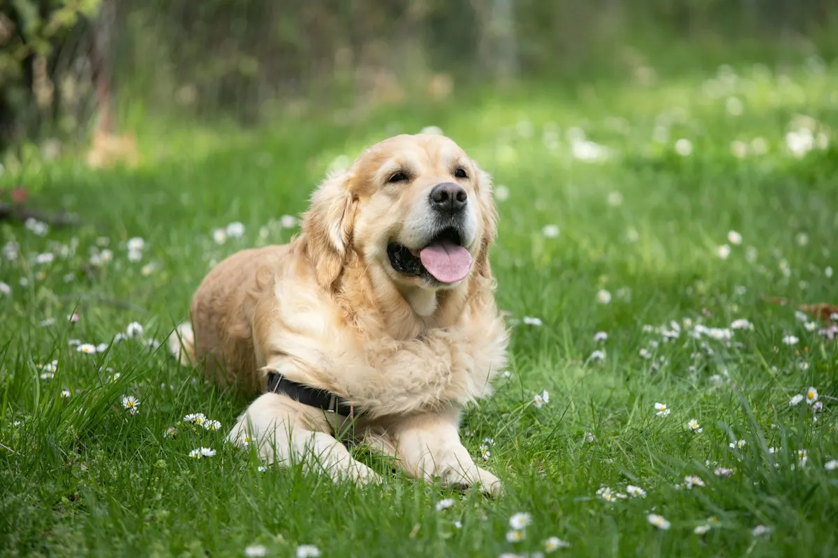 Un golden retriever souriant allongé dans l'herbe